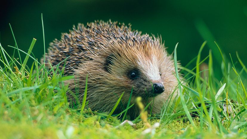 A European hedgehog (Erinaceus europaeus) munches grass in the Scottish countryside Nature Picture Library/Getty Images