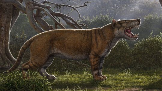 Prehistoric Predator Rediscovered in Museum Drawer