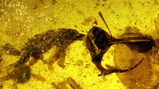 Prehistoric 'Hell Ant' Sported Metal Spike for Sucking Blood