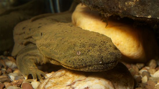 巨大的地狱弯火蜥蜴，或“鼻涕水獭”，需要我们的帮助”class=