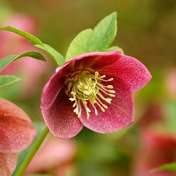 与大多数花,Helleborus开花期是冬末初春。”border=