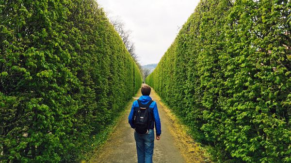 Man in a green hedge maze
