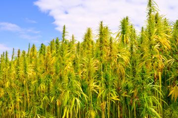 hemp field, industrial hemp, hemp crop