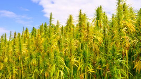 Can I use hemp as a building material and to insulate my house?