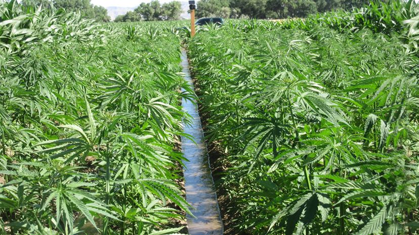 hemp farming