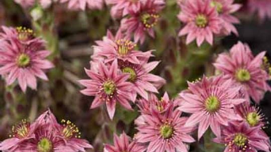 Hens-and-chicks