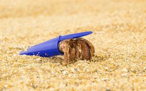 hermit crab living out of a plastic pen cap on a sandy beach