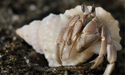 The hermit crab is a crustacean. Learn more about the hermit crab at HowStuffWorks.