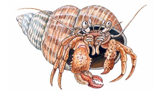 Hermit Crabs: Tiny Crustaceans Living in Nature's Mobile Homes