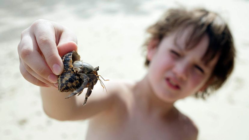 boy with hermit crab