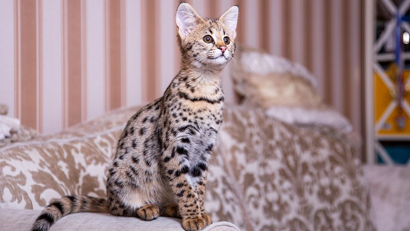Domestic Savannah cat sitting on the arm of a couch in a wallpapered home