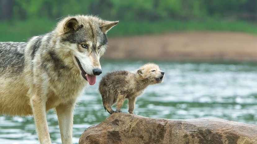 Gray wolf with pup beside a body of water