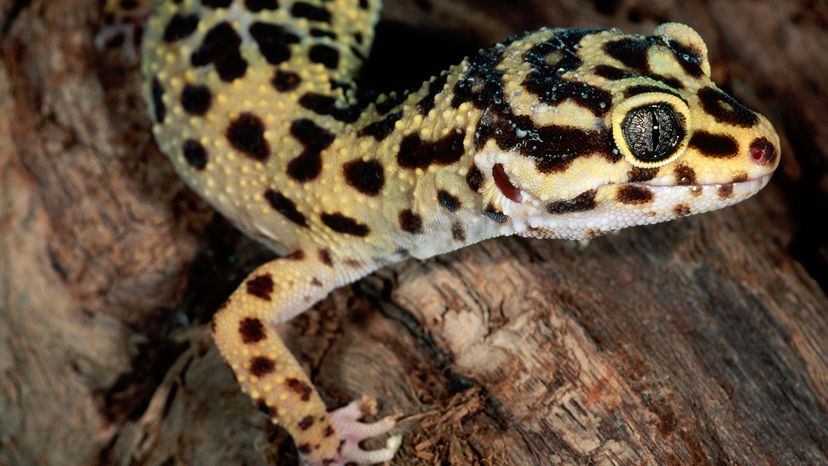 Leopard gecko