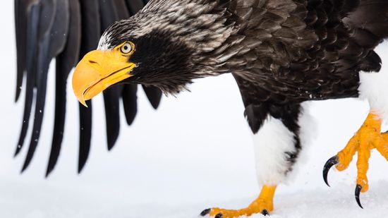 French Rooks Trained as Park Janitors