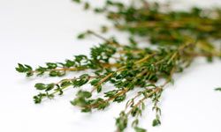 thyme