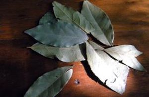 photo bay leaf