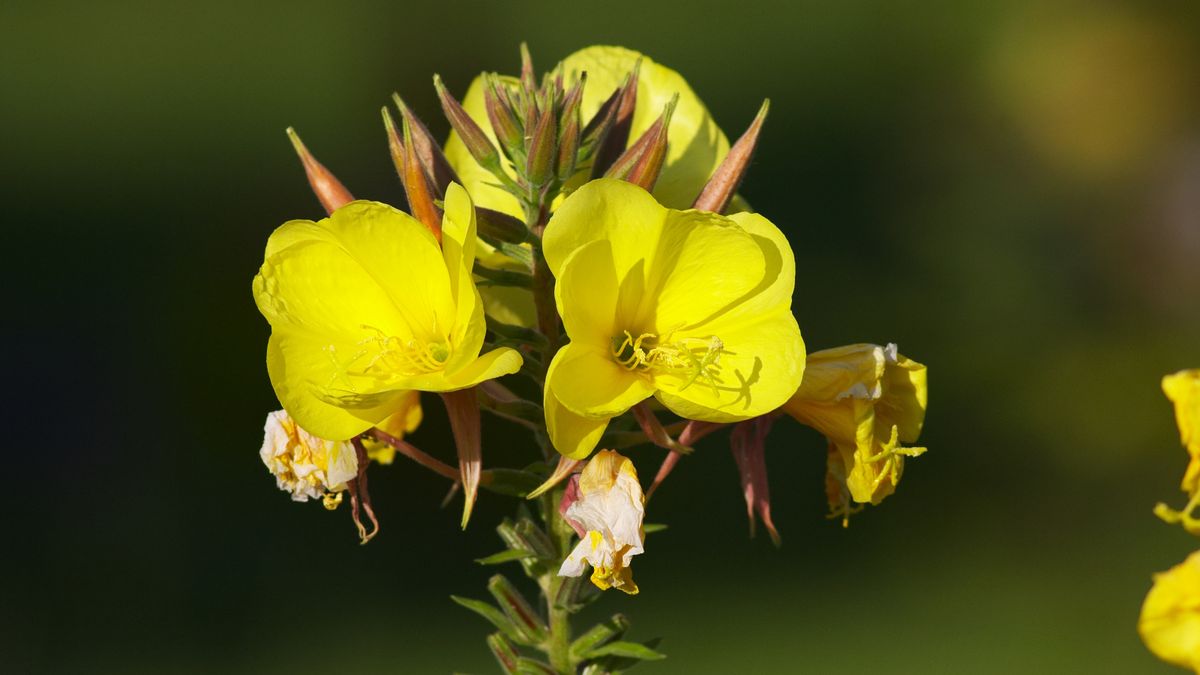 Herbal Remedies for Menstruation HowStuffWorks