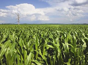 cornfields