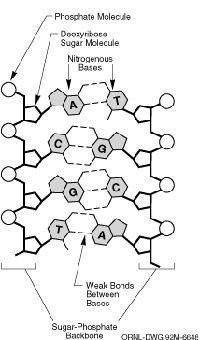 这幅图显示了四个碱基对的DNA。18新利最新登入人类基因组计划研究32亿个碱基对。”width=