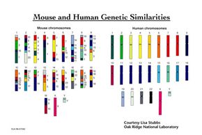 The colors and corresponding numbers on the mouse chromosomes (L) indicate the human chromosomes (R) containing homologous (similar) segments.