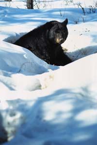 Early spring sun makes it warm enough to wake up a hibernating black bear.