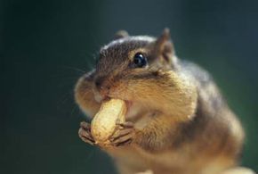 Chipmunks use their expandable cheek pouches to carry large amounts of food back to their nests, where they store it for winter.