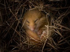 Hazel dormouse hibernating in burrow. See more pictures of mammals.