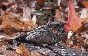 The poorwill is the only species of bird that truly hibernates. It drops its body temperature up to 60 degrees Fahrenheit and can live up to 100 days on 10 grams of stored body fat.