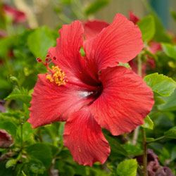The red hibiscus flower can be a wonderful reminder of tropical travels through Hawaiian gardens.