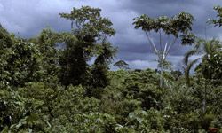 Jungle landscape.