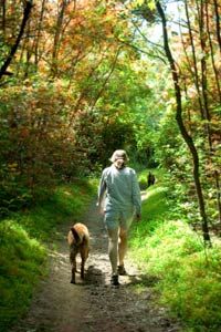 Person exploring nature with dog in forest.