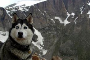 西伯利亚雪橇犬是快乐在山里徒步旅行在寒冷的天气,但并不是所有的狗。”border=