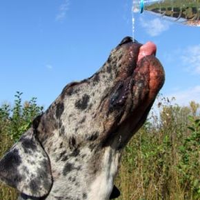 dog drinking from a water bottle