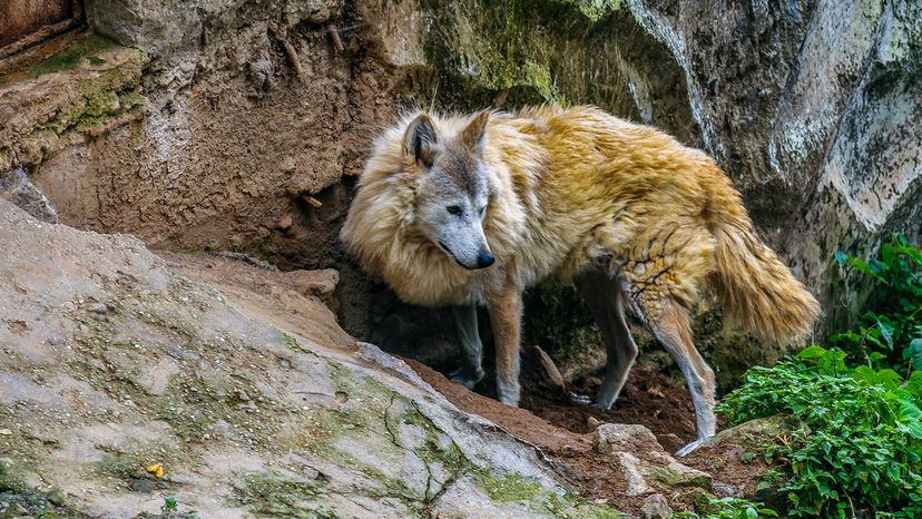 Himalayan wolf