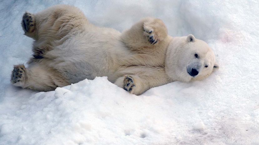 polar bear