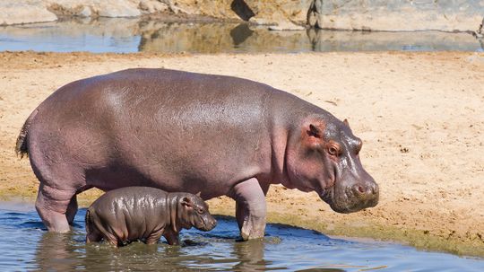 Is hippo milk really pink?