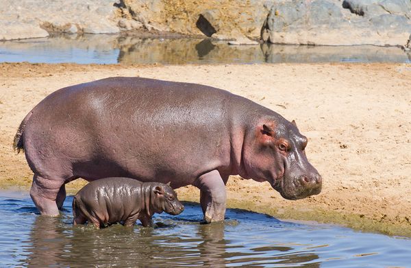 A mother hippopotamus and its baby.