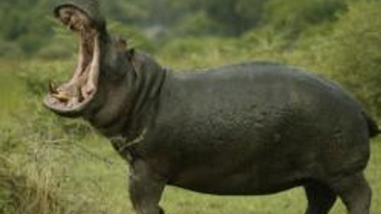 Amazing Animals: Hippopotamus Quiz