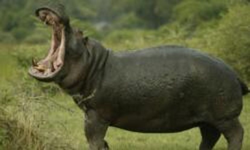 Amazing Animals: Hippopotamus Quiz
