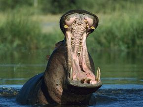 Hippo teeth can inflict some serious damage. It's a good thing the animal makes its own antiseptic.