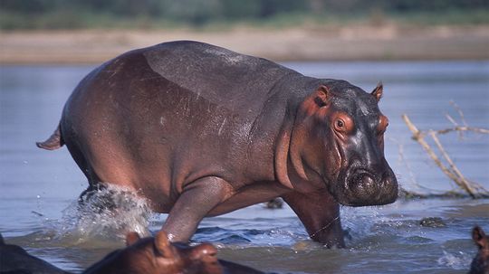 How Does a Hippo Make Its Own Sunscreen?