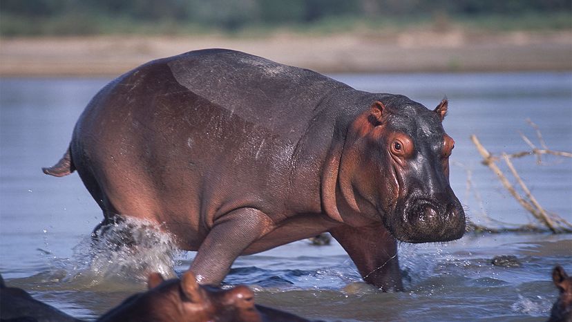 Hippopotamus on Rufiji River of the Selous Game Reserve.