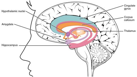 Without a Hippocampus, Your Long-term Memory Is History - Vimarsana News