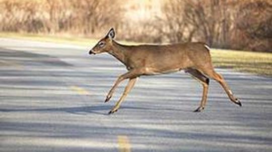What to Do if You Hit a Deer With Your Car