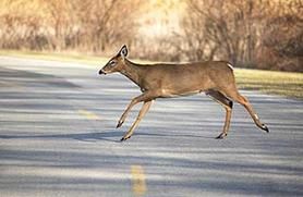 deer crossing road photo