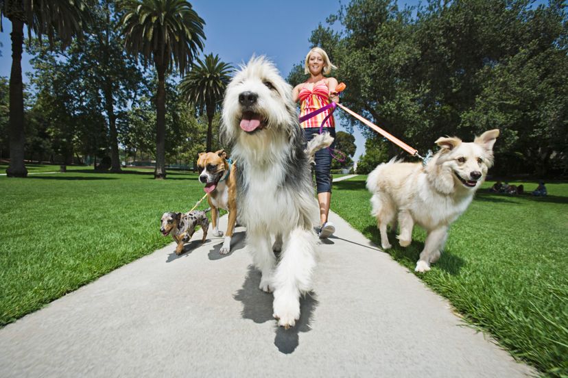 If you love dogs, but don't have one of your own, dog walking might be for you.