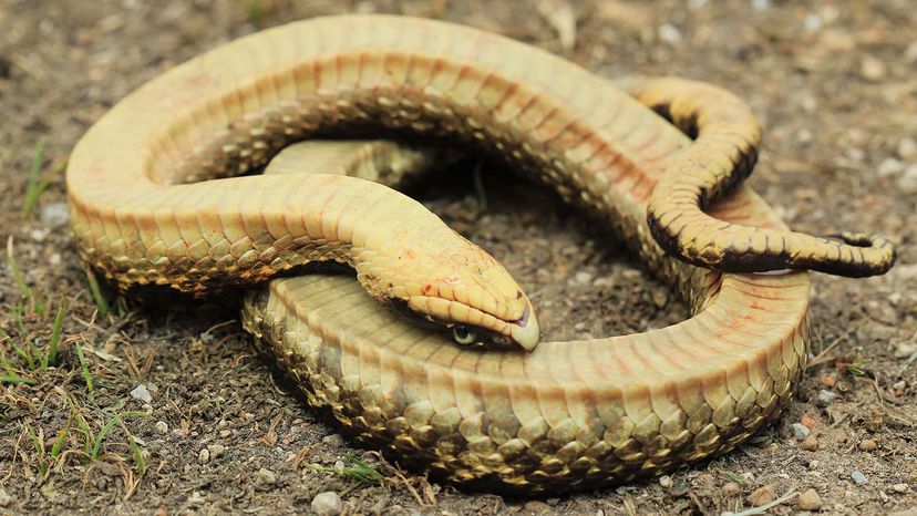 An Eastern hognose snake playing dead. A snake playing dead will