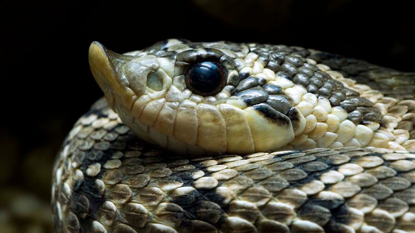 Eastern Hognose Snake Playing Dead 