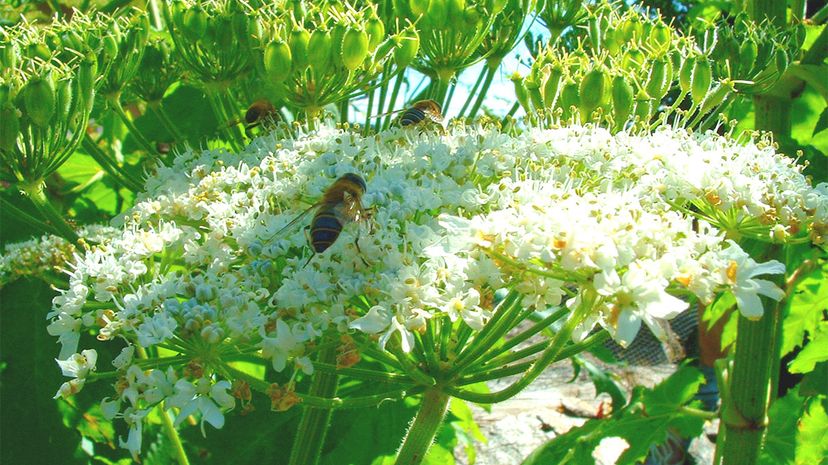 Hogweed，巨人“width=