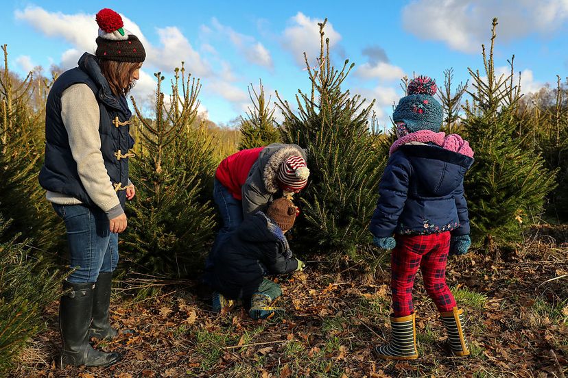 family cutting Christmas tree